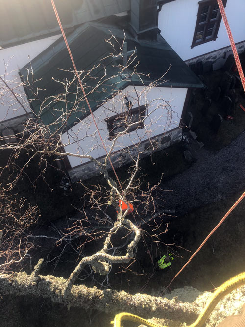 Toppfällning träd kyrka Skärgården